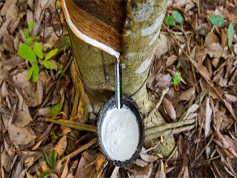 COVID-19 Impact on Natural Rubber in Chemical and Materials Industry